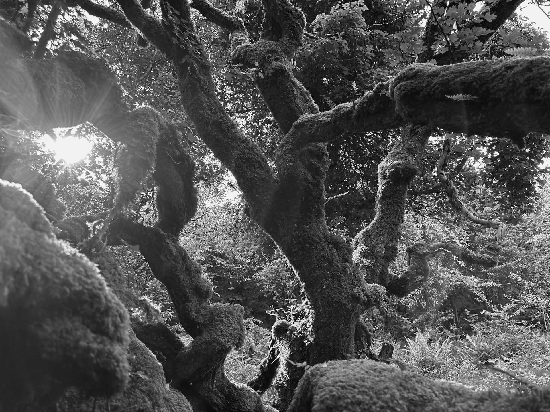 HEAGNEY_Faery_Tree .png